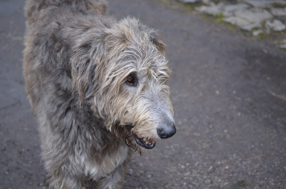 Irish Wolfhounds are prone to bone cancer